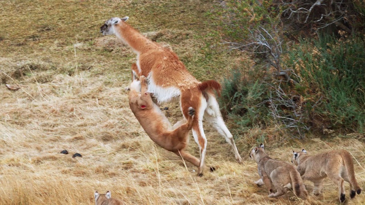 Puma tenton ta kap një Guanako 3 herë më të rëndë se pesha e saj (Video)