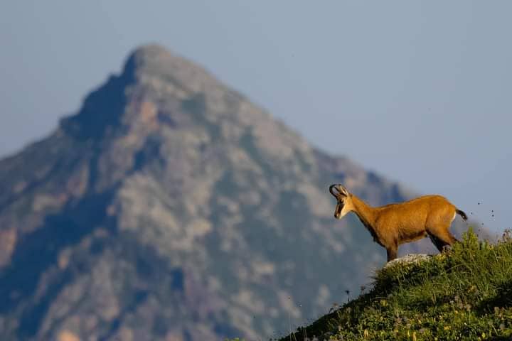 Dhija e Egër Simboli i Natyrës Shqiptare