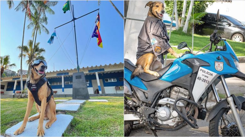 Qeni i policisë braziliane është bërë sensacion në internet￼