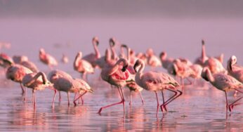 E quditshme por e vërtetë/ Ja pse flamingot janë ngjyrë rozë?(Foto)