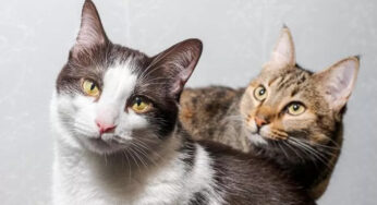 Gjykata e Stambollit me precedent historik, burri paguan pension për dy macet pas divorcit