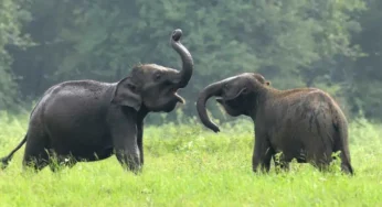 Zërat e padëgjuar të kafshëve: Si komunikojnë ato në mënyra që njeriu nuk i percepton