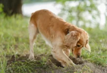 Pse qentë gërmojnë gropa në oborr? Çfarë fshihet pas këtij instinkti të lashtë?