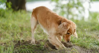 Pse qentë gërmojnë gropa në oborr? Çfarë fshihet pas këtij instinkti të lashtë?