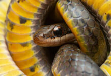 Nga bretkosat helmuese te fluturat, si mbijetojnë kafshët që hanë specie helmuese