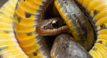 Nga bretkosat helmuese te fluturat, si mbijetojnë kafshët që hanë specie helmuese