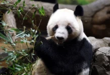 Fansat i japin lamtumirën pandave të vetme të Japonisë