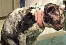 Kjo mace vrapoi 5 herë brenda një ndërtese që po digjej për ti shpëtuar kotelet e saj