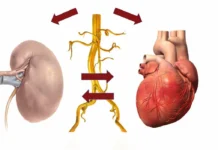 Veshkat e sëmura “helmojnë” zemrën: Shkencëtarët zbulojnë mekanizmin e fshehur