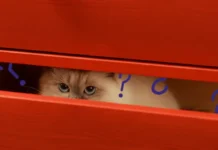 Macja juaj bën këto gjëra çdo ditë? Ja pse nuk janë aspak të rastësishme