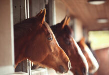 Studimi: Kuajt nuhasin frikën e njeriut