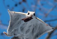 Fluturimi i parë i një ketri të vogël fluturues (Video)