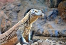 Komodo – dragoi që ekziston vërtet
