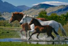 Kuajt specialë, fisnikëria që vrapon nëpër shekuj