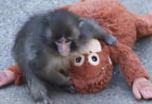 Historia e majmunit që përloti botën, ja përse nëna e vogëlushit Punch e braktisi atë…