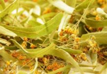 Lulet e blirit, arma e fortë kundër ankthit