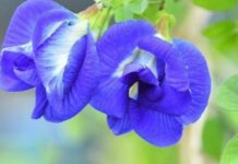 Nga bimë zbukuruese në biznes fitimprurës, si lulja blu po ndryshon jetën e grave në Indi