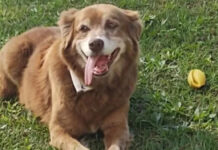 Një qen në Brazil jetoi pranë varrit të pronarit për 10 vjet, një ligj i ri u miratua për shkak të tij