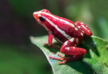 Çfarë është toksina e bretkosës helmuese që dyshohet se u përdor për të vrarë Alexei Navalny?