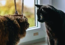 Macet nuk “mjaullijnë” me njëra-tjetrën: Ja si komunikojnë në të vërtetë