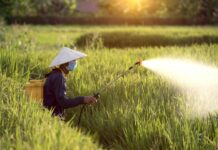 Pesticidet kërcënojnë zinxhirin ushqimor