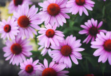 Shëruesja e fortë natyrale që rritet në Shqipëri