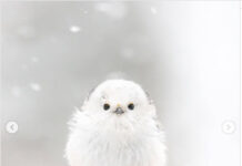 Tsipraku me bisht të gjatë/ Zogu i quajtur “Zana e borës” me foto të ëmbla në borë(Foto)