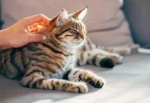 Çelësi i trajtimit të kancerit mund të jetë te macet