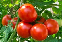 Domatet kanë një efekt anësor shumë të rrezikshëm: Disa njerëz nuk duhet t’i hanë ato