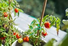 Truk nga kopshtarët me përvojë: Si t’i bëni domatet tuaja të japin më mirë fruta?
