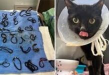 I ishin bllokuar zorrët, mjekët në Florida gjejnë në barkun e maces 26 lidhëse flokësh