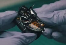 Gjermania prezanton “insektet bionike” për përdorim ushtarak, çfarë janë në gjendje të bëjnë ato