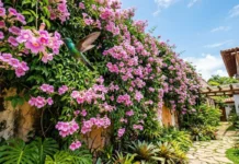 Bima kacavjerrëse që po “pushton” kopshtet: Lulëzon pa ndalur dhe krijon pamje magjike