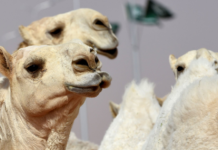 E pazakontë! 20 deve “skualifikohen” nga konkursi i bukurisë për shkak të ndërhyrjeve estetike