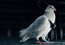 Si i përdor Rusia çipat nervorë për t’i shndërruar pëllumbat në dronë