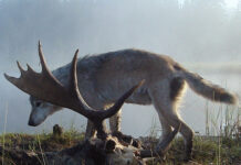 Lufta për mbijetesë në natyrë – ujku dhe karibuja