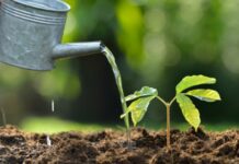 Si dhe kur të ujiten pemët e reja?! Kujdes mos e bëni këtë gabim…