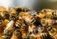 Lajmi i mirë për të sëmurët me kancerin e gjirit, “çelësi” janë bletët