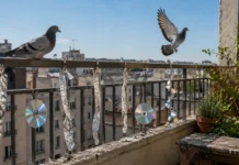 Pëllumbat po ju bëjnë rrëmujë në tarracë? Këto truke i largojnë përgjithmonë