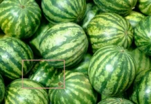 E paskemi ditur GABIM, ja mënyra më e mirë tradicionale për zgjedhjen e shalqirit