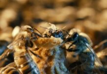 ‘Zgjedhjet’ në kosheren e bletëve: Si i kurorëzojnë bletët mbretëreshat e tyre