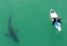 Momente tensioni në Kaliforni, surfisti arrin t’i shpëtojë peshkaqenit