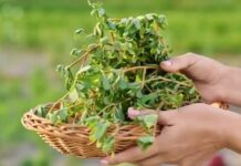 Si quhet kjo bime dhe çfarë i ndodh trupit tuaj nëse hani çdo ditë?