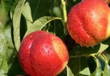 Fruti që pastron gjakun dhe shëron sëmundjet më shqetësuese