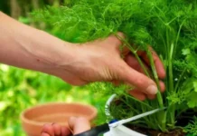 Cilat janë kurat natyrale kundër humbjes së oreksit