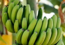 Pse nuk duhet të hani kurrë fruta të papjekura