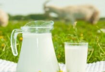 Vlerat e qumështit dhe kosit të dhisë: Çfarë i bën kaq të veçantë?