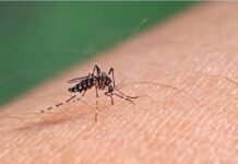 IKSHPK-ja për virusin e Nilit: Mund të ketë raste sporadike edhe në ditët në vijim