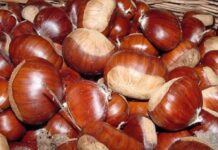 Gështenjat shërojnë këto 8 sëmundje, ja kush duhet t’i hajë urgjent…